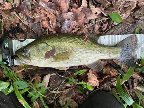 ラージマウスバスの釣果