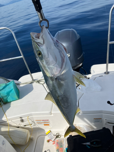 ワラサの釣果