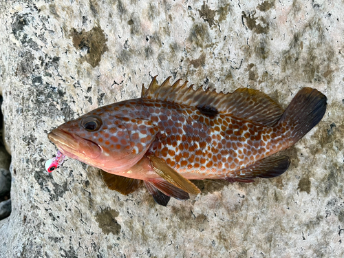 キジハタの釣果