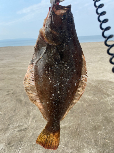 ヒラメの釣果