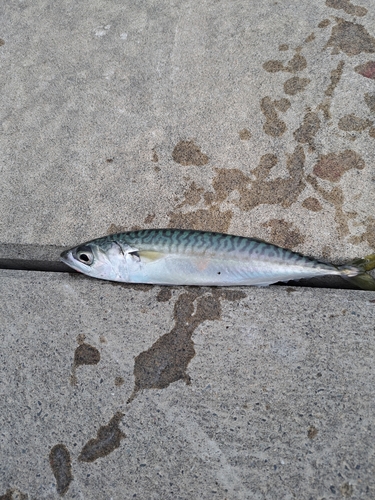 サバの釣果