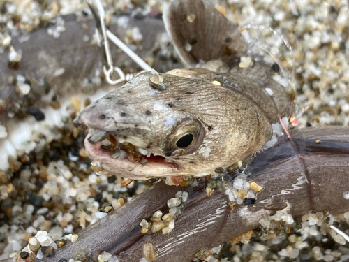 ホタテウミヘビの釣果