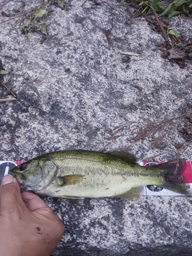 ラージマウスバスの釣果