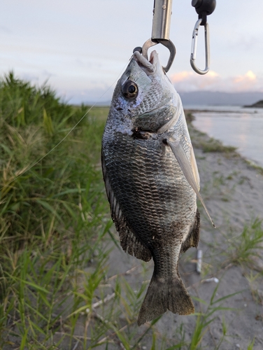 キビレの釣果