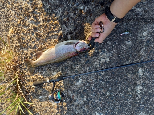 ニジマスの釣果