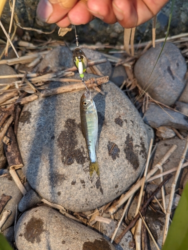 オイカワの釣果