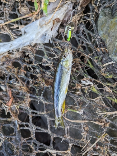 カワムツの釣果