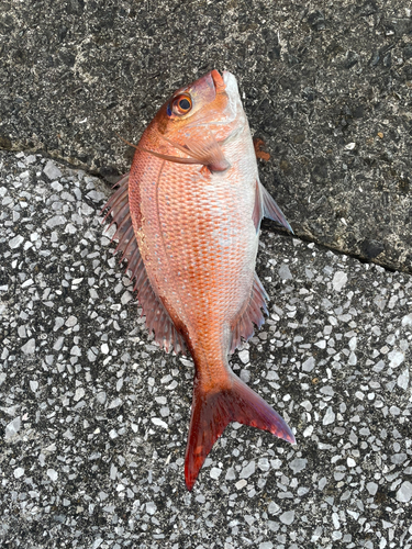 マダイの釣果