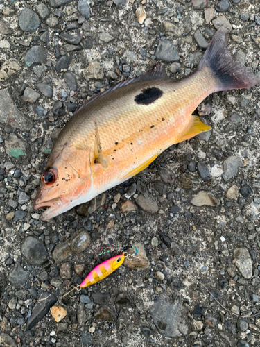 クロホシフエダイの釣果