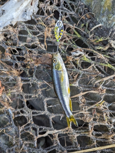 カワムツの釣果