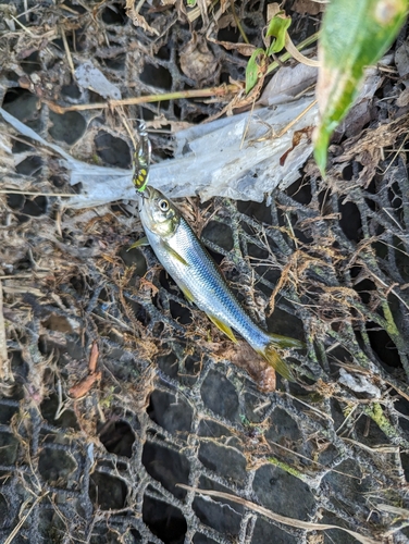 カワムツの釣果