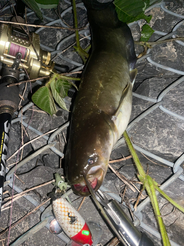 ナマズの釣果