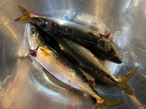 サバの釣果