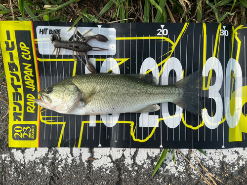 ブラックバスの釣果