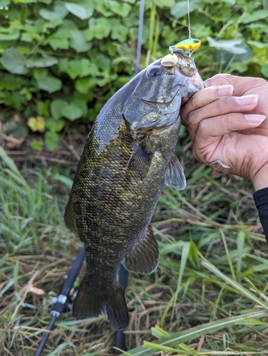 スモールマウスバスの釣果