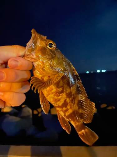 カサゴの釣果