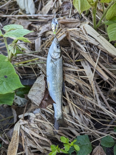 ウグイの釣果