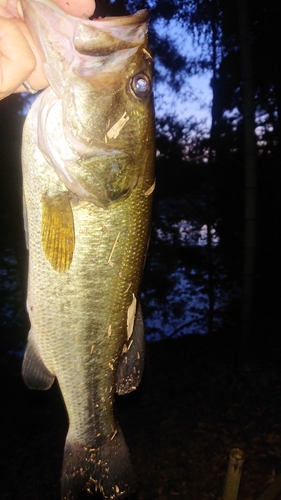 ラージマウスバスの釣果