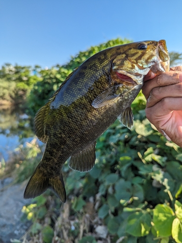 スモールマウスバスの釣果