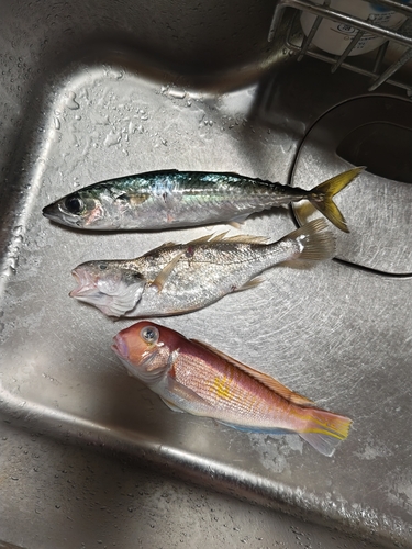 アマダイの釣果