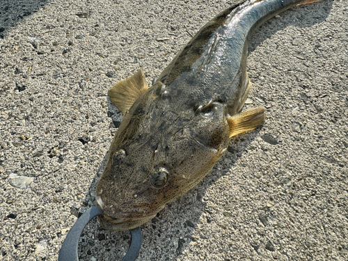 マゴチの釣果