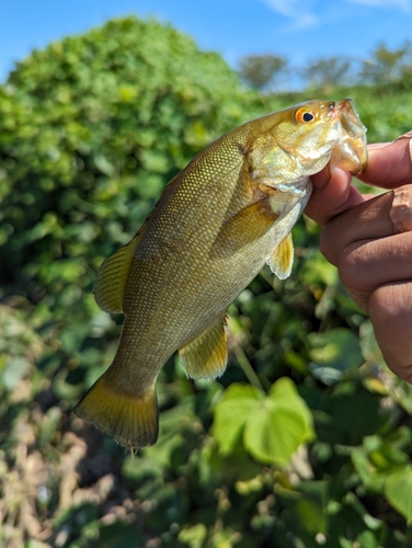 スモールマウスバスの釣果