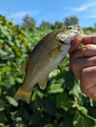 スモールマウスバスの釣果