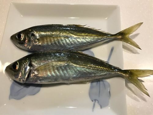 アジの釣果