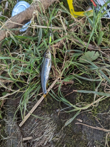 カワムツの釣果