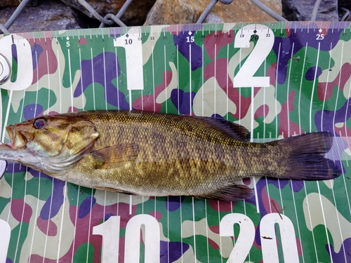 スモールマウスバスの釣果