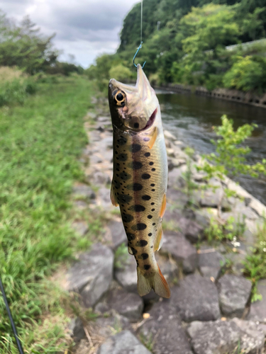 ヤマメの釣果