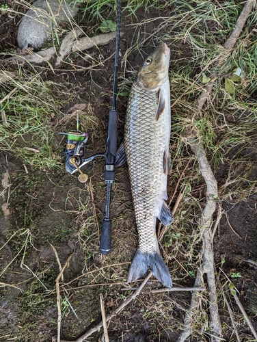 ニゴイの釣果