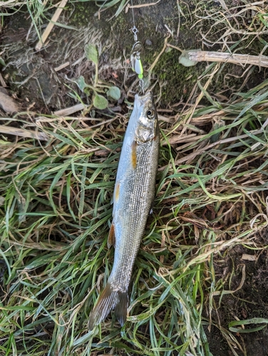 ウグイの釣果