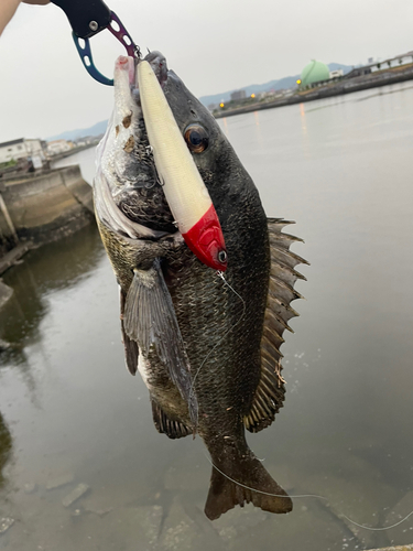 チヌの釣果