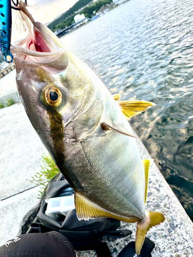 ショゴの釣果