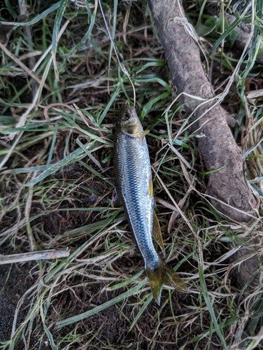 カワムツの釣果