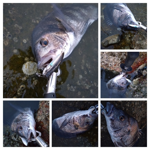 チヌの釣果