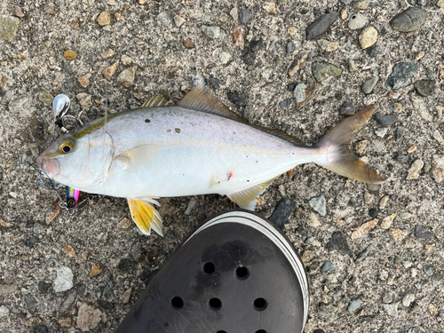 シオの釣果