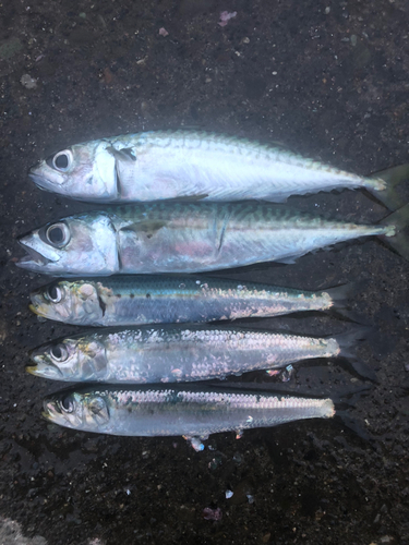 サバの釣果