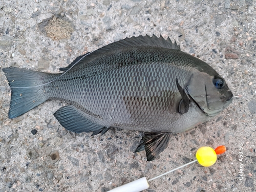 グレの釣果