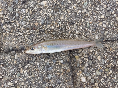 シロギスの釣果