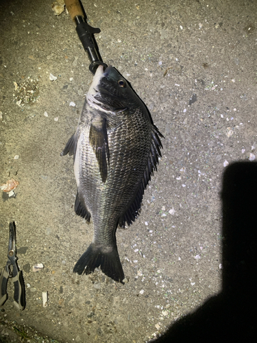 クロダイの釣果