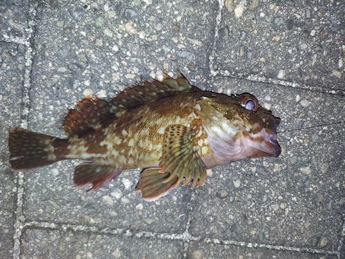 カサゴの釣果