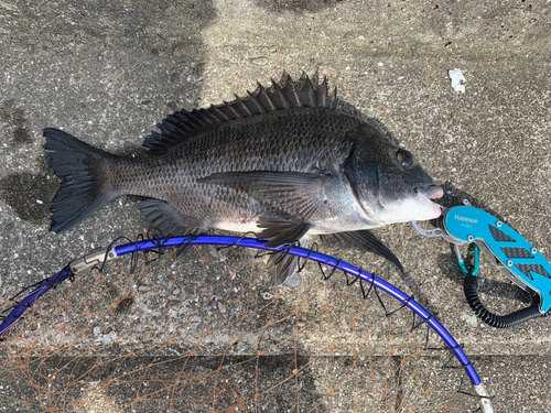 チヌの釣果