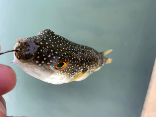 フグの釣果