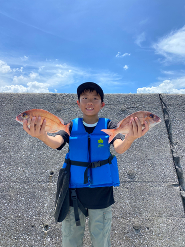 マダイの釣果