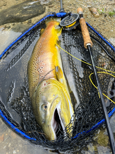 ブラウントラウトの釣果