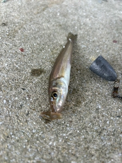 シロギスの釣果