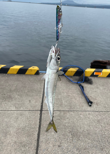 サバの釣果