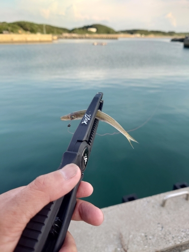 カマスの釣果